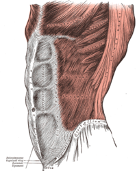 Henry Gray (1825–1861). Anatomy of the Human Body.