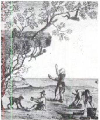 Image:Monkeys-harvesting-tea.png