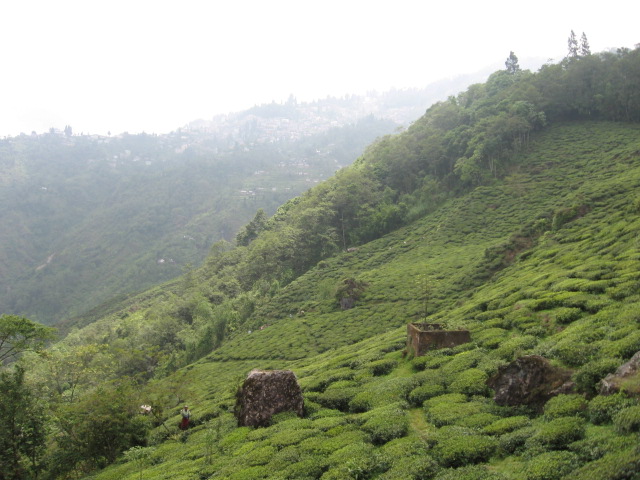 Image:Darjeeling Tea Garden.jpg