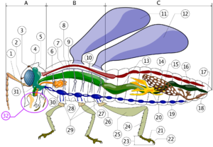 Insect anatomy A- Head B- Thorax C- Abdomen 1. antenna 2. ocelli (lower) 3. ocelli (upper) 4. compound eye 5. brain (cerebral ganglia) 6. prothorax 7. dorsal blood vessel 8. tracheal tubes (trunk with spiracle) 9. mesothorax 10. metathorax 11. forewing 12. hindwing 13. mid-gut (stomach) 14. dorsal blood vessel ("aorta") 15. ovary 16. hind-gut (intestine, rectum & anus) 17. anus 18. oviduct 19. nerve chord (abdominal ganglia) 20. Malpighian tubes 21. tarsal pads 22. claws 23. tarsus 24. tibia 25. femur 26. trochanter 27. fore-gut (crop, gizzard) 28. thoracic ganglion 29. coxa 30. salivary gland 31. subesophageal ganglion 32. mouthparts