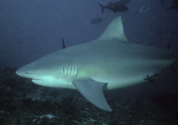 Image:Bullshark Beqa Fiji 2007.jpg