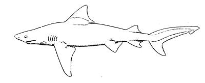 Image:Bull shark.png