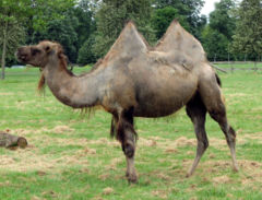 Bactrian camel, Camelus bactrianus