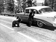 Vintage photo of visitors feeding bears in spite of the danger