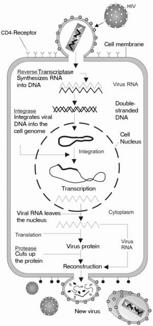 The HIV replication cycle