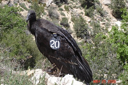 Image:Numbered condor.jpg