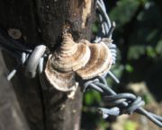 Fungi on a fence post near Orosí, Costa Rica.