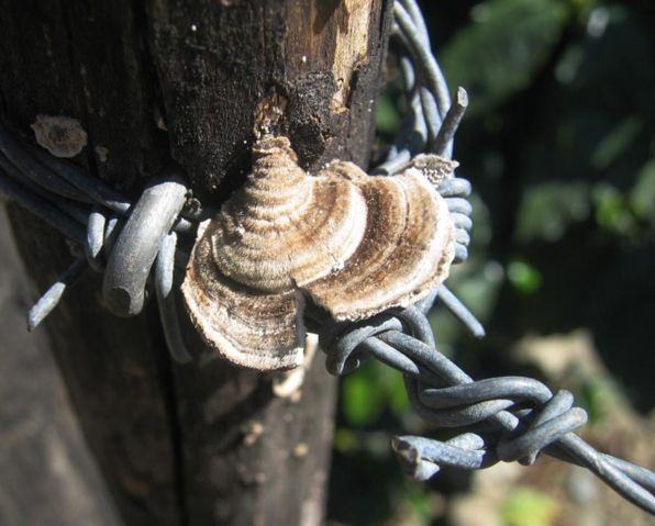 Image:DirkvdM barbed fungus.jpg