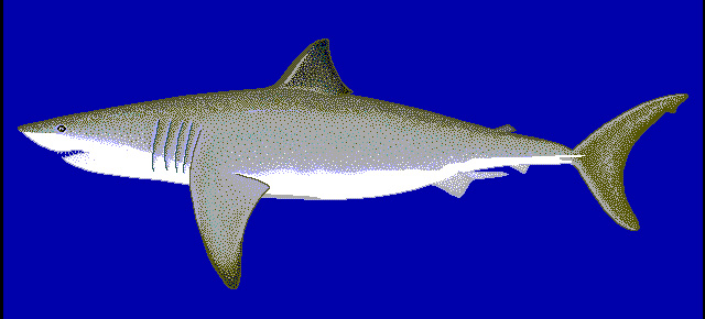Image:Carcharodon carcharias01.jpg