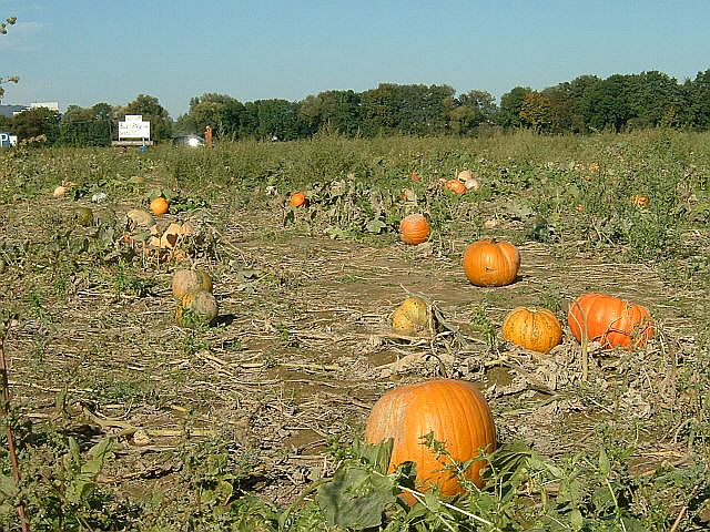 Image:Pumpkins Field.jpg