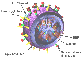 Structure of the influenza virion. The hemagglutinin (HA) and neuraminidase (NA) proteins are shown on the surface of the particle. The viral RNAs that make up the genome are shown as red coils inside the particle and bound to Ribonuclear Proteins (RNPs).