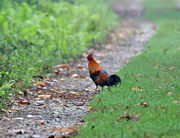 Wild Red Junglefowl- Male at 23 Mile near Jayanti in Buxa Tiger Reserve in Jalpaiguri district of West Bengal, India.