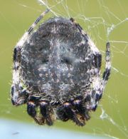 Rear side of a spider