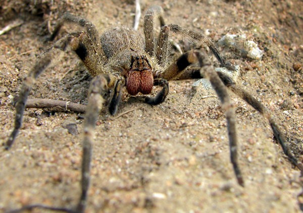 Image:Wandering spider.jpg