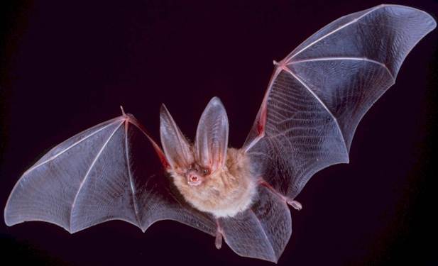 Image:Big-eared-townsend-fledermaus.jpg