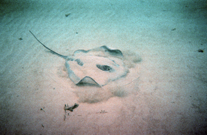 Image:Stingray-buried-in-sand.jpg
