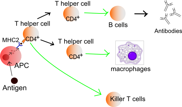 Image:Lymphocyte activation simple.png