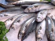 85% of the catch (67 000 tonn) in Shetland is herring and mackerel which is 52% of the catch value. Haddock, cod and angler achieve higher prices and make up the rest of the catch value, even though these species only make up 15% of the catch. Pictured: Mackerel.