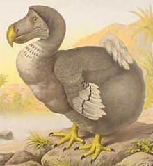Dead as a Dodo: the bird that became a byword in English for species extinction
