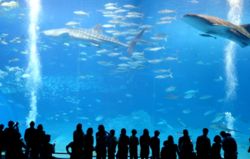 Two whale sharks in the Okinawa Churaumi Aquarium