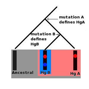 Ancestral Haplogroup Haplogroup A (Hg A) Haplogroup B (Hg B) All of these molecules are part of the ancestral haplogroup, but at some point in the past a mutation occurred in the ancestral molecule, mutation A, which produced a new lineage, this is haplogroup A and is defined by mutation A, at some more recent point in the past a new mutation, mutation B, occurred in a person carrying haplogroup A, mutation B defined haplogroup B, haplogroup B is a subgroup, or subclade of haplogroup A, both haplogrups A and B are subclades of the ancestral haplogroup.