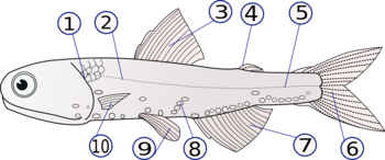 The anatomy of Lampanyctodes hectoris (1) - operculum (gill cover), (2) - lateral line, (3) - dorsal fin, (4) - fat fin, (5) - caudal peduncle, (6) - caudal fin, (7) - anal fin, (8) - photophores, (9) - pelvic fins (paired), (10) - pectoral fins (paired)