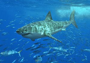 A 3 to 4 m great white shark off Isla Guadalupe