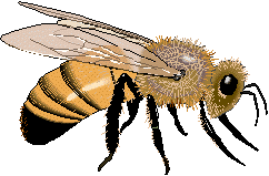 Bee. Illustration copyrighted.