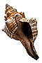shell02.gif (2767 bytes)